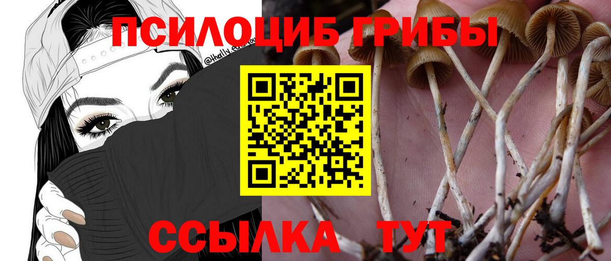 Псилоцибиновые грибы Psilocybe Верхняя Салда